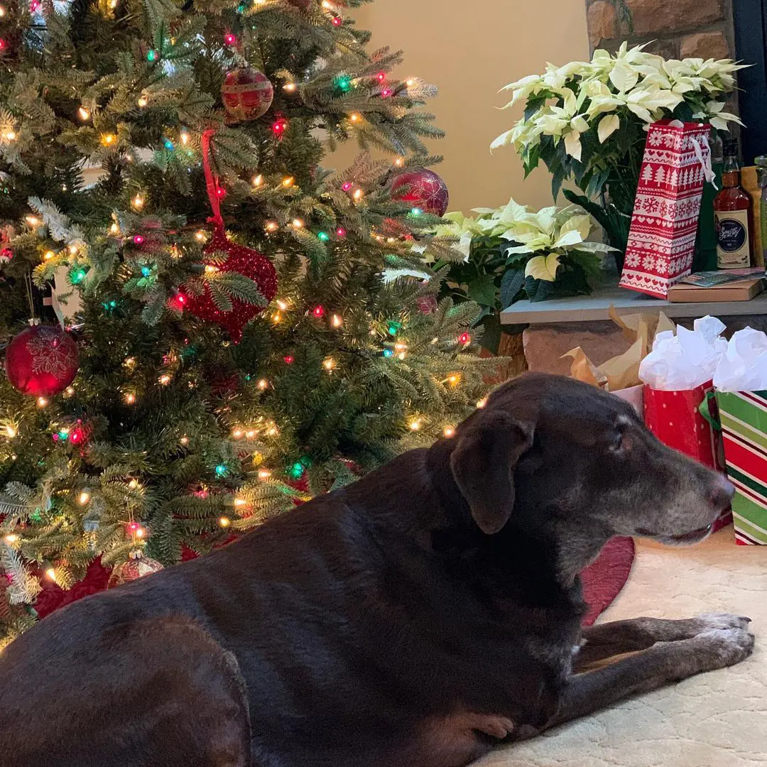 Michael posted an image of the family dog Bruce on Christmas.